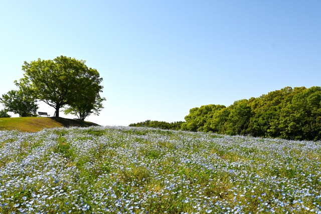 nemophila_230502_02