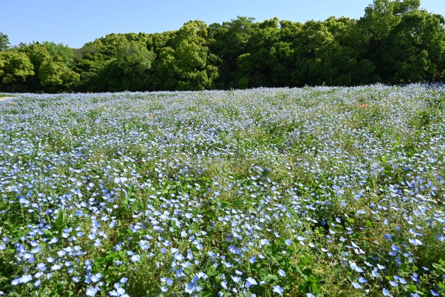 nemophila_230502_03