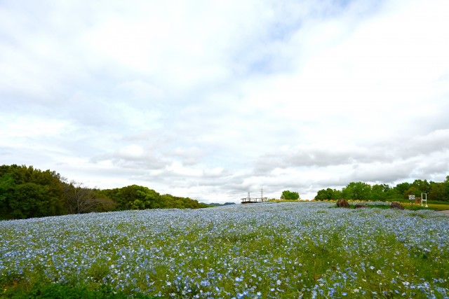 nemophila_240422_01