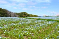 nemophila_250331_02