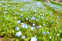 nemophila_250331_03