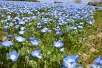 nemophila_250404_hananooka_02