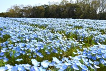 nemophila_250404_hananooka_03