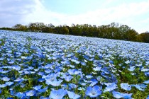 nemophila_250417_02