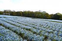 nemophila_250417_03