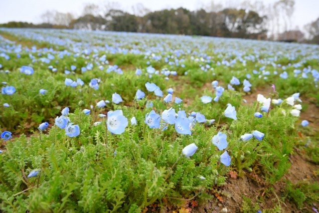 nemophila_260325_01