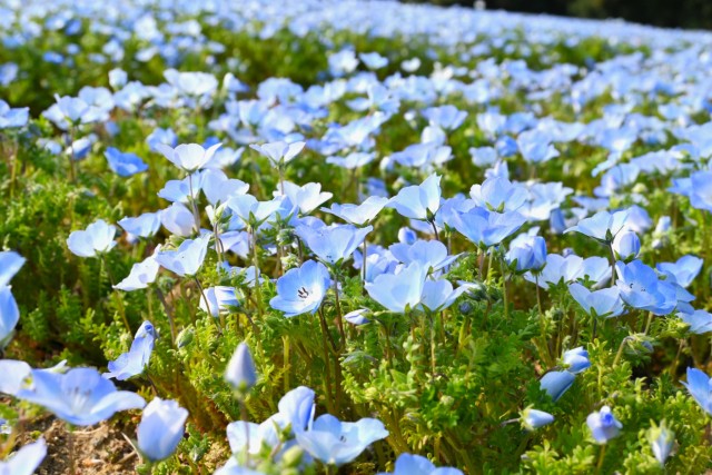 nemophila_260330_01