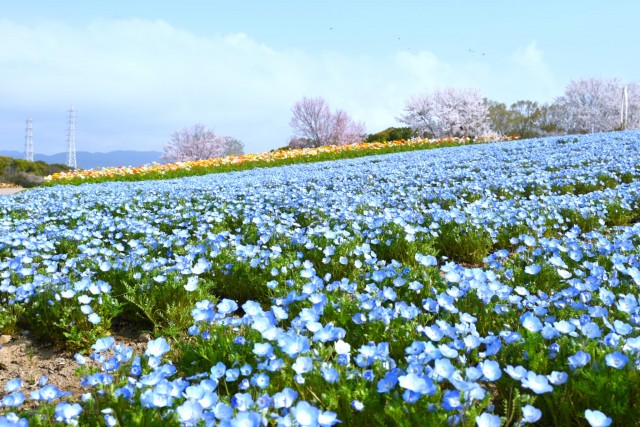 nemophila_260330_02