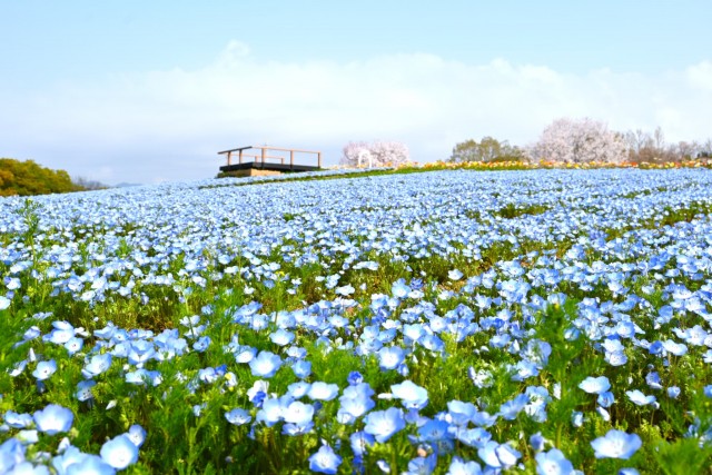 nemophila_260330_03