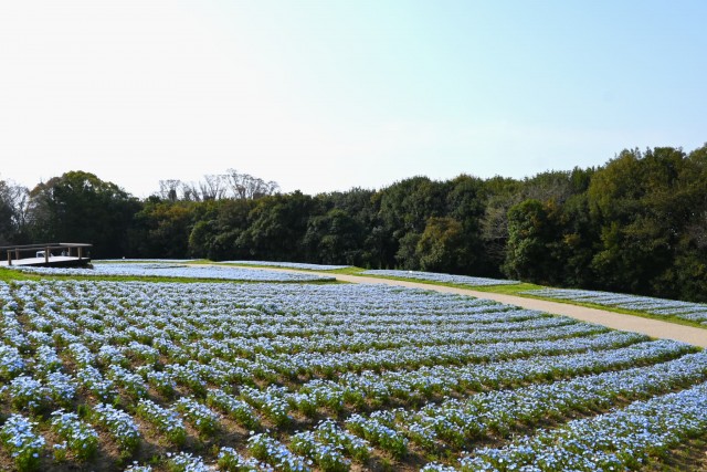 nemophila_260330_04