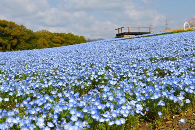 nemophila_260402_01