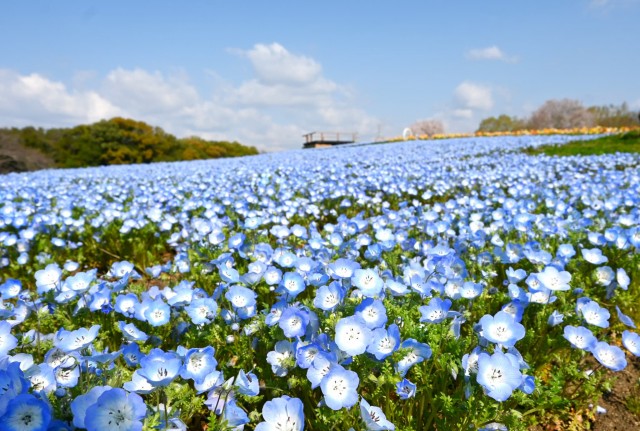 nemophila_260402_02