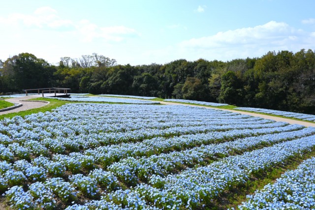 nemophila_260402_03