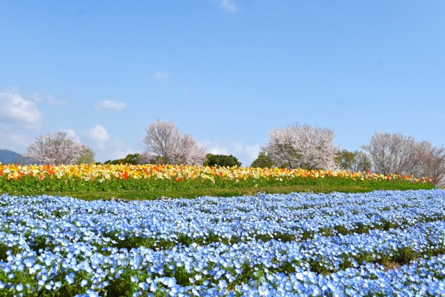 nemophila_260402_04