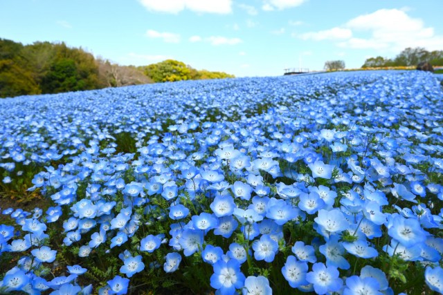 nemophila_260408_01