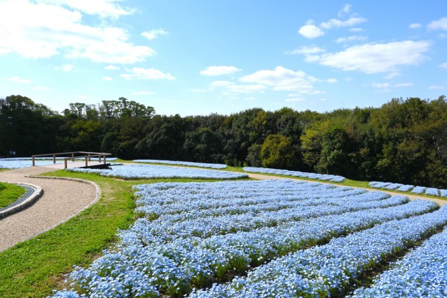 nemophila_260408_02