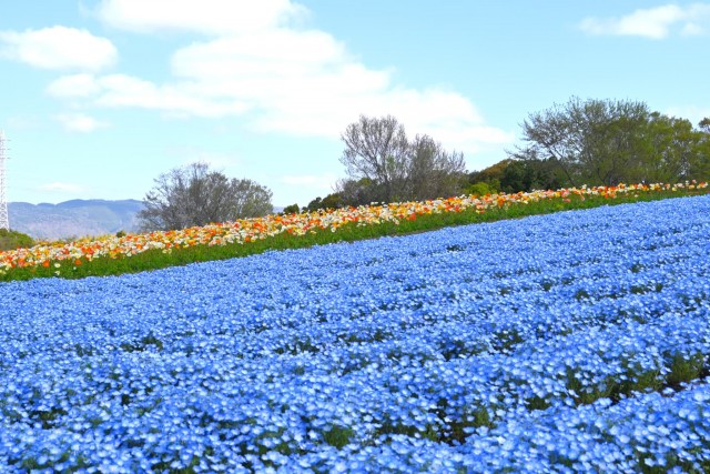 nemophila_260408_03