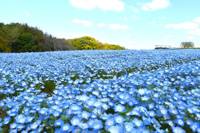 nemophila_260408_04