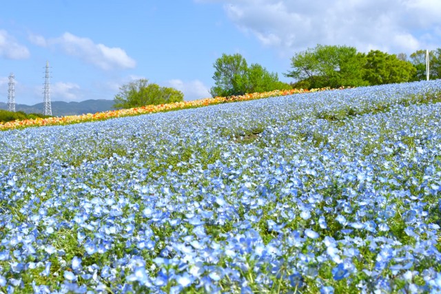 nemophila_260416_01