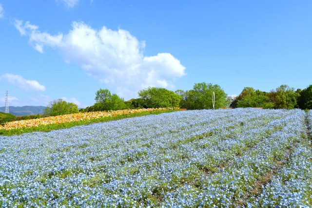 nemophila_260416_02