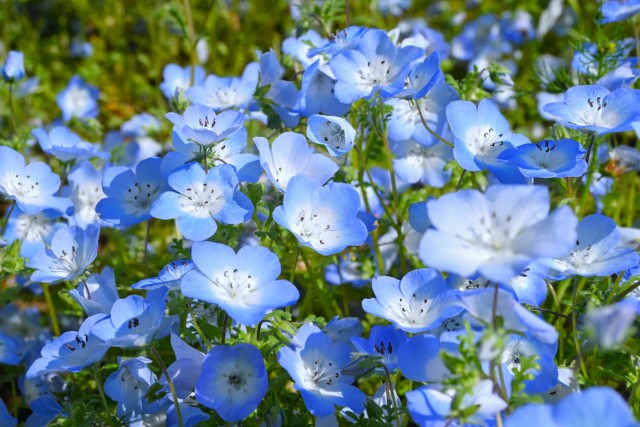 nemophila_260416_03