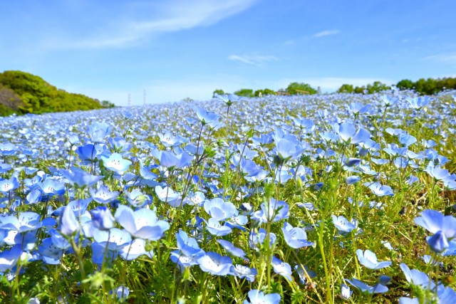 nemophila_260422_01