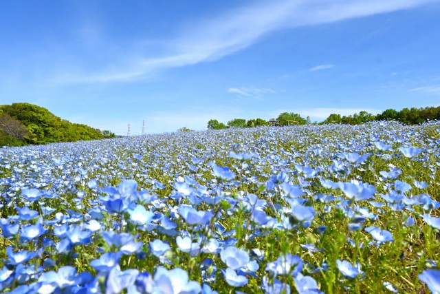 nemophila_260422_02