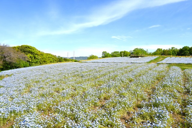 nemophila_260422_03