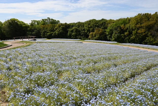 nemophila_260422_04