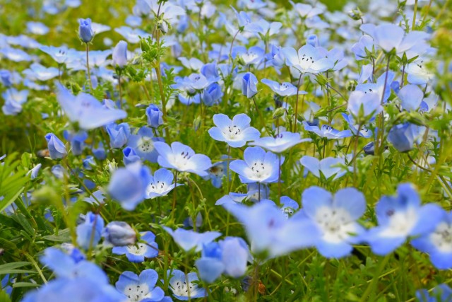nemophila_260429_01