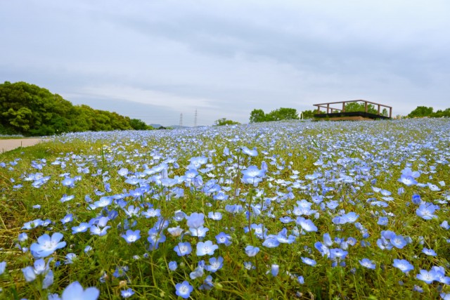 nemophila_260429_02