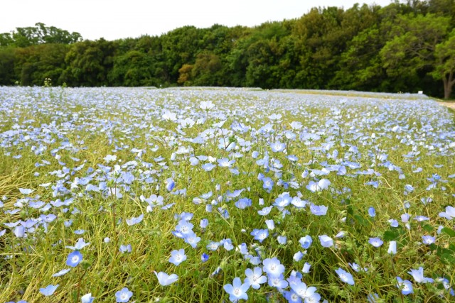 nemophila_260429_03