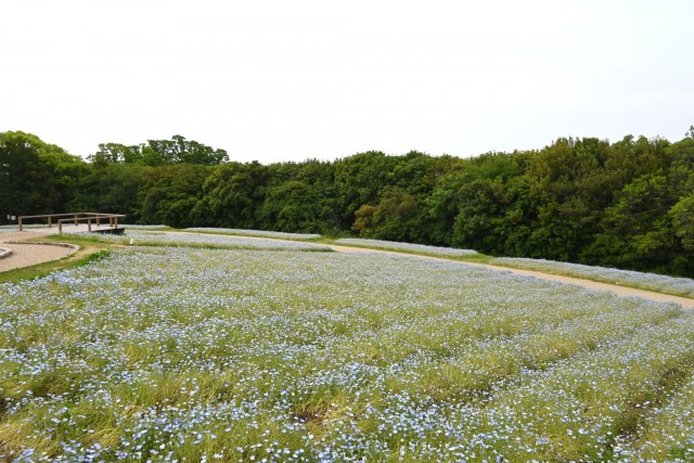 nemophila_260429_04