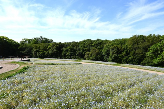 nemophila_260505_01