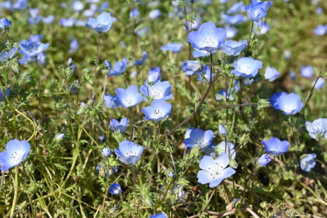 nemophila_260505_02