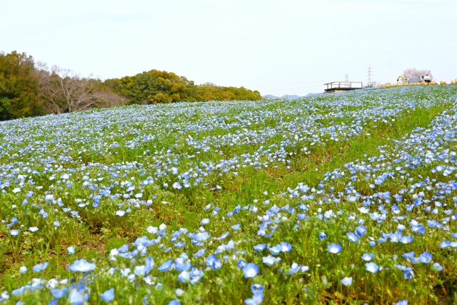 nemophila_hananooka_240405_01