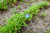 nemophila_hananooka_240325_02