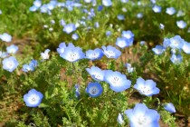 nemophila_hananooka_240402_02