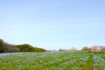 nemophila_hananooka_240402_03