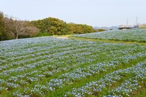 nemophila_hananooka_240405_02