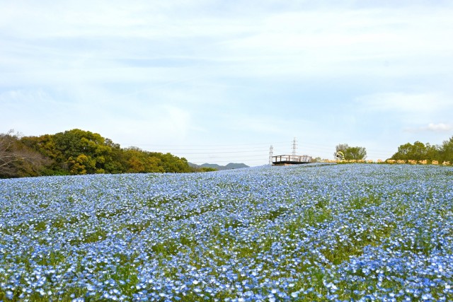 nemophila_hananooka_240411_01