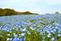 nemophila_hananooka_240411_02