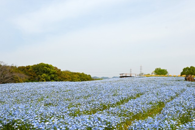 nemophila_hananooka_240415_01