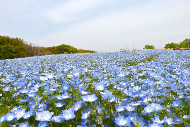 nemophila_hananooka_240415_02