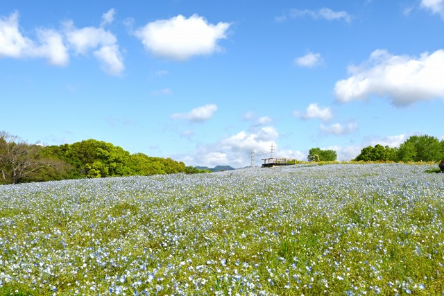 nemophila_hananooka_240425_01