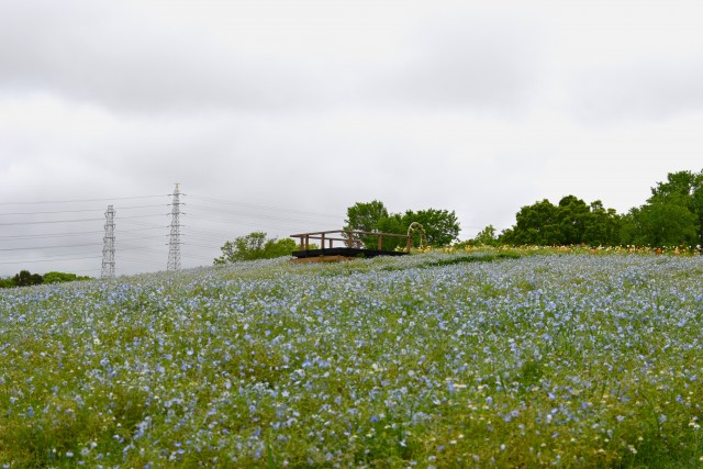 nemophila_hananooka_240430_01