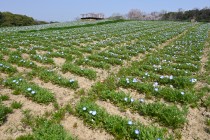 nemophila_hananooka_250326_02