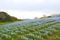 nemophila_hananooka_250402_02