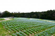 nemophila_hananooka_250402_03