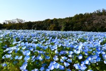 nemophila_hananooka_250409_02